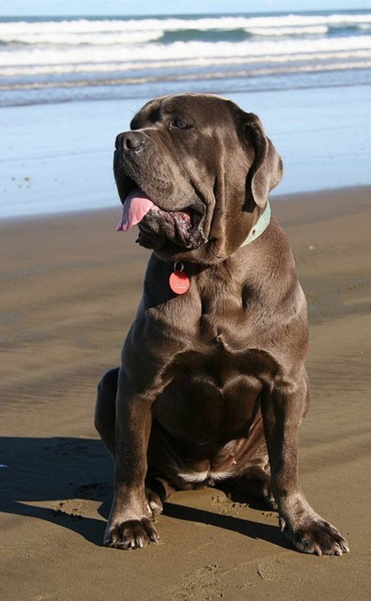 A Neapolitan Mastiff, one of the best family guard dogs and a breed that does not bark much.