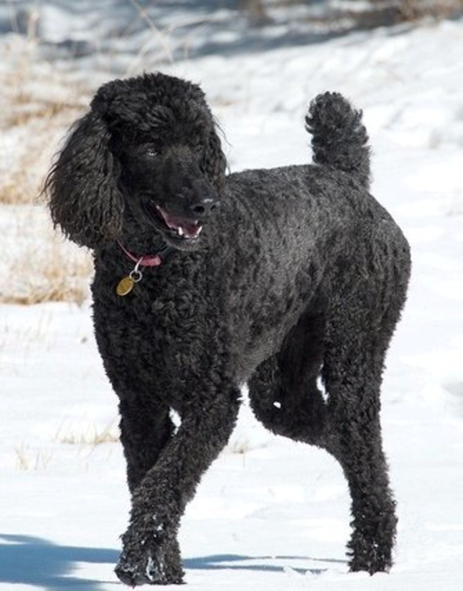 The Standard Poodle usually has a clean face and does not make a mess when drinking nor drool much.