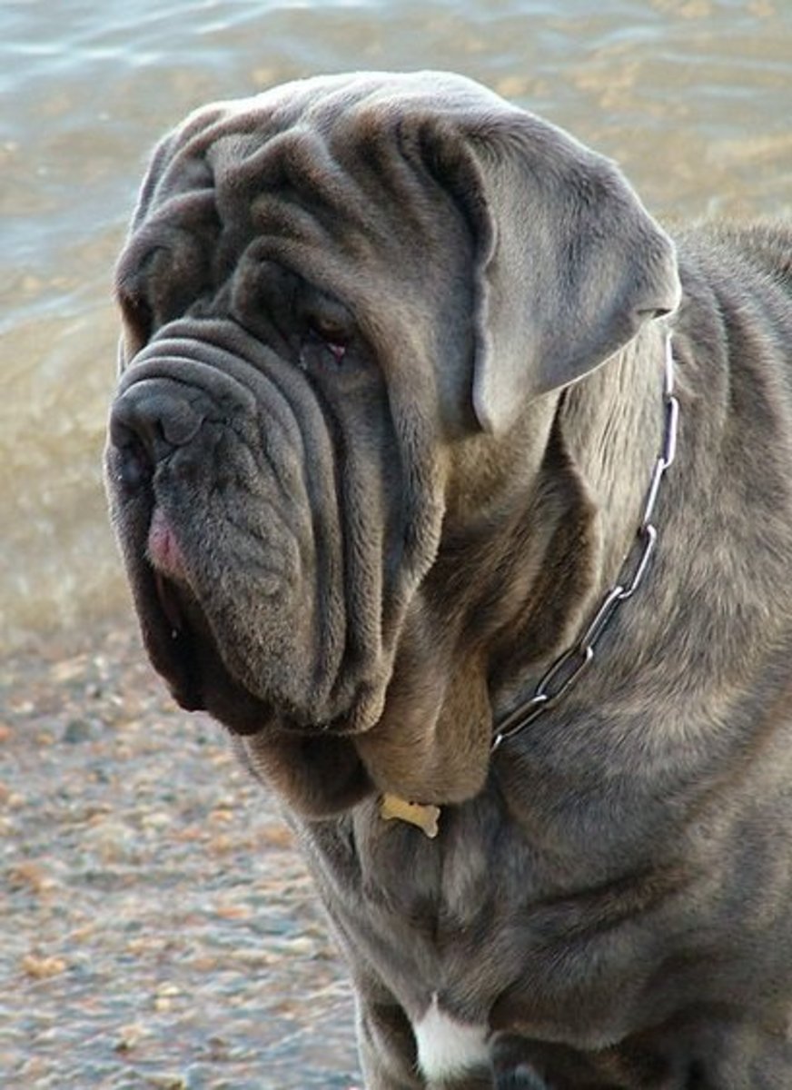 The Neapolitan Mastiff, one of the best dog breeds from Italy, has a face that only a mother could love!!