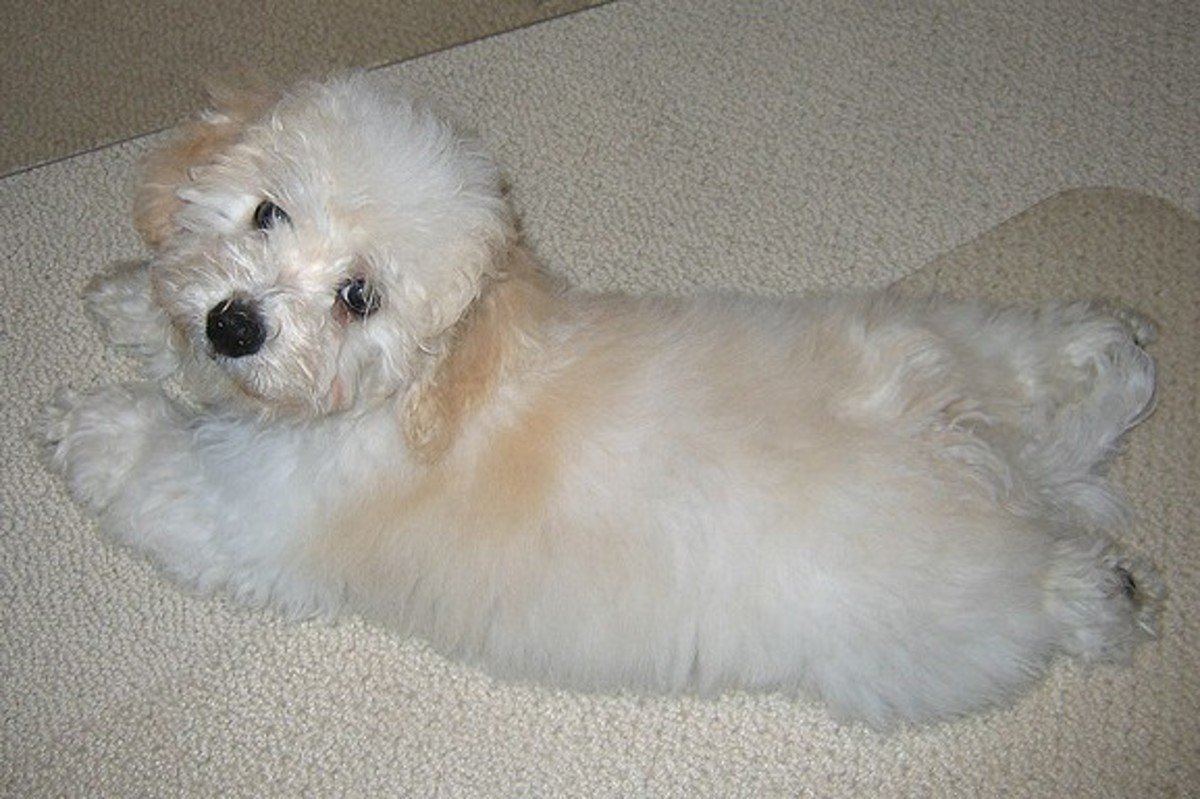 The Bolognese is one of the best dog breeds from Italy, related to the Bichon Frisé and Maltese.