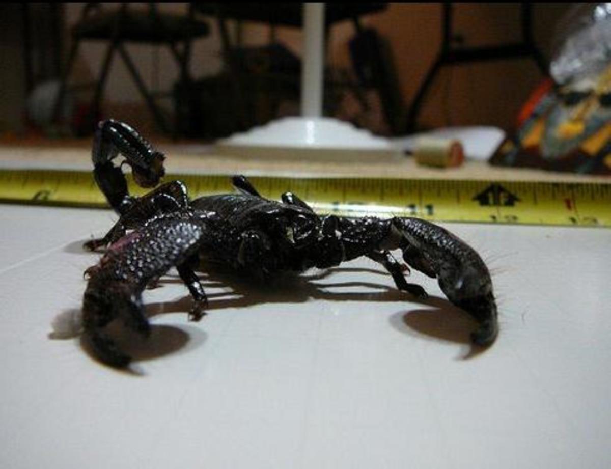 Emperor scorpion with claws. 