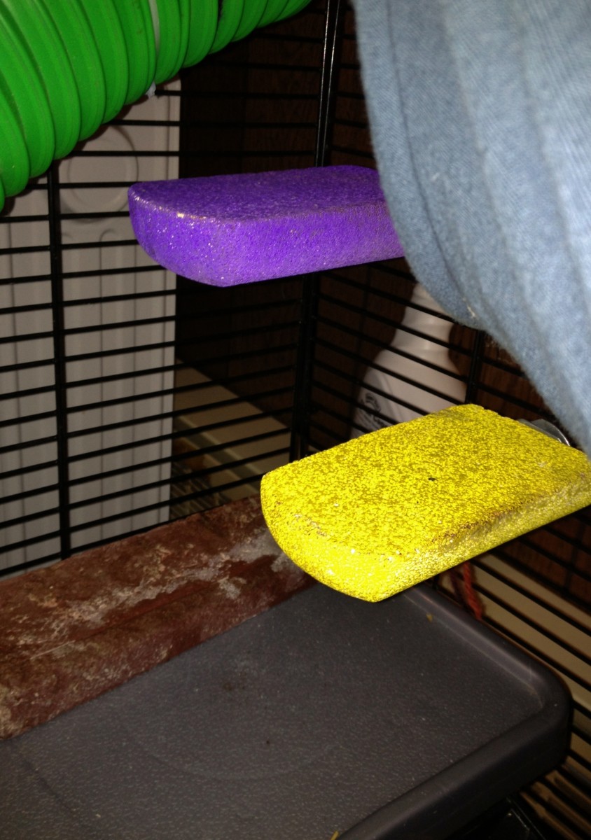 Bricks dispersed around the cage can help file down your rat's nails for you.