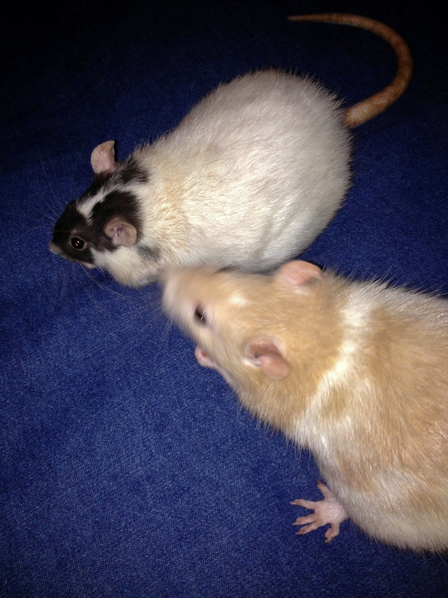 Treats are a great distraction and reward for rats that are getting their nails trimmed!