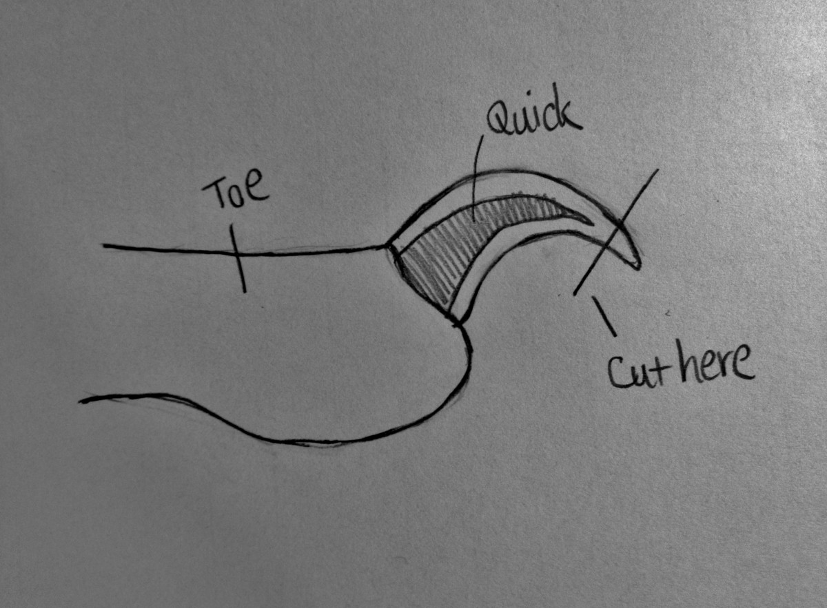 This simple diagram shows where the quick is in the rat's nail and where to cut.