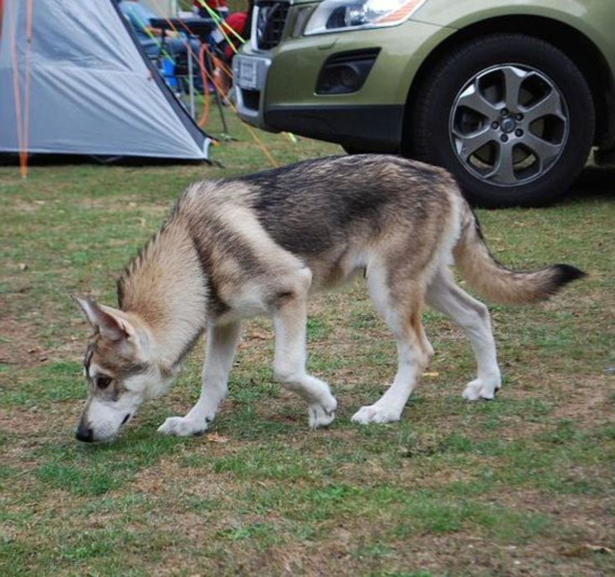A Utonagan dog looks similar to a wolf. 