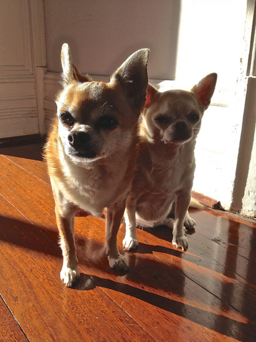 south american dog breeds