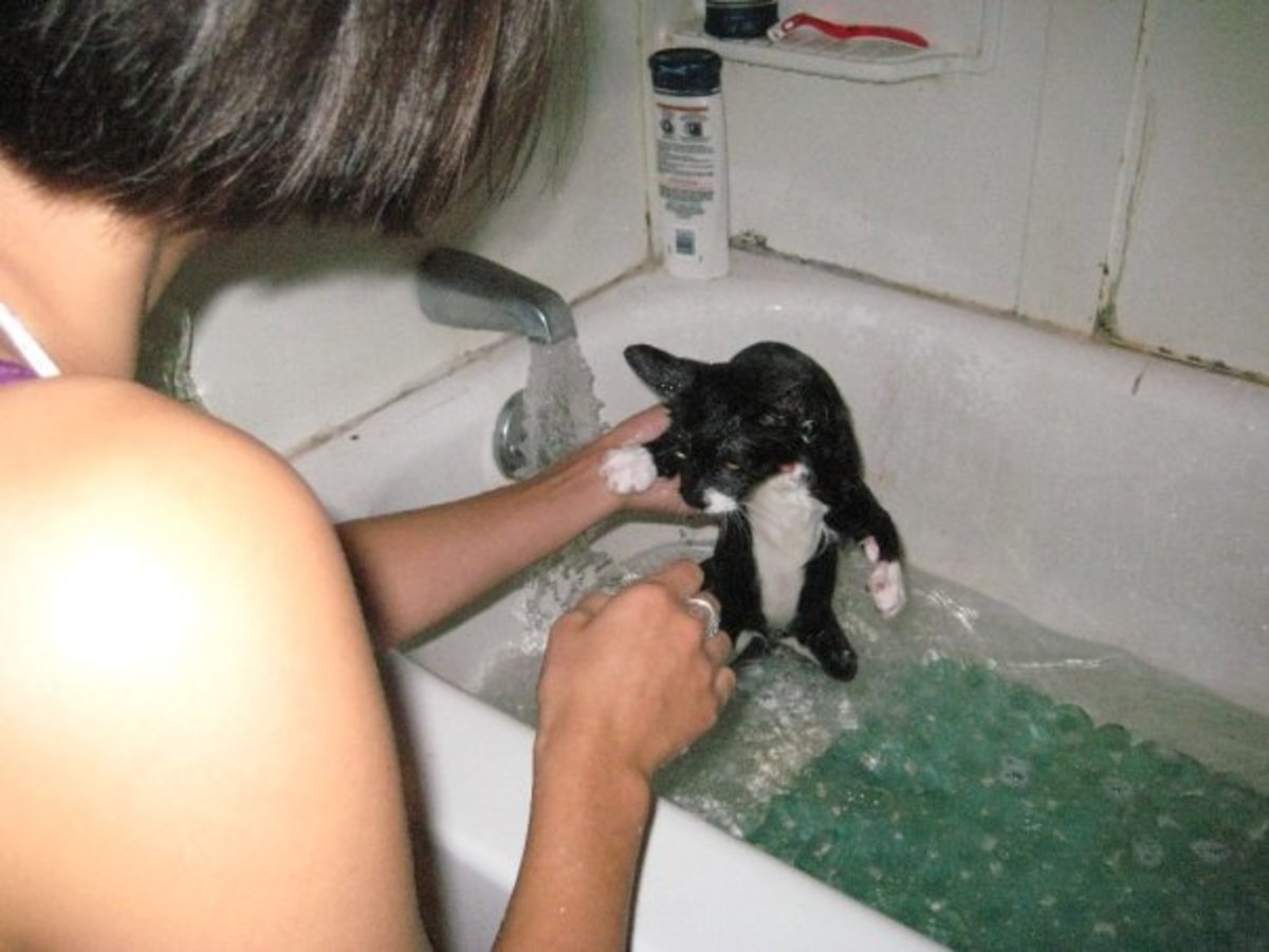 Try to make your cat feel comfortable as you are bathing it.  They need to know they will not drown.
