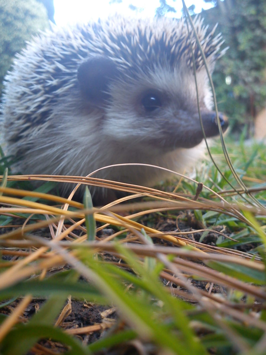 How to Be the Best Hedgehog Owner (With Pictures) PetHelpful