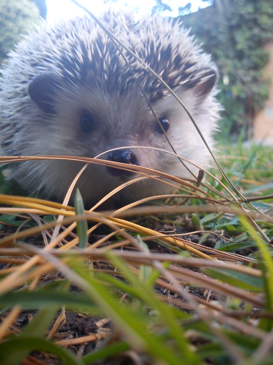 How to Be the Best Hedgehog Owner (With Pictures) PetHelpful