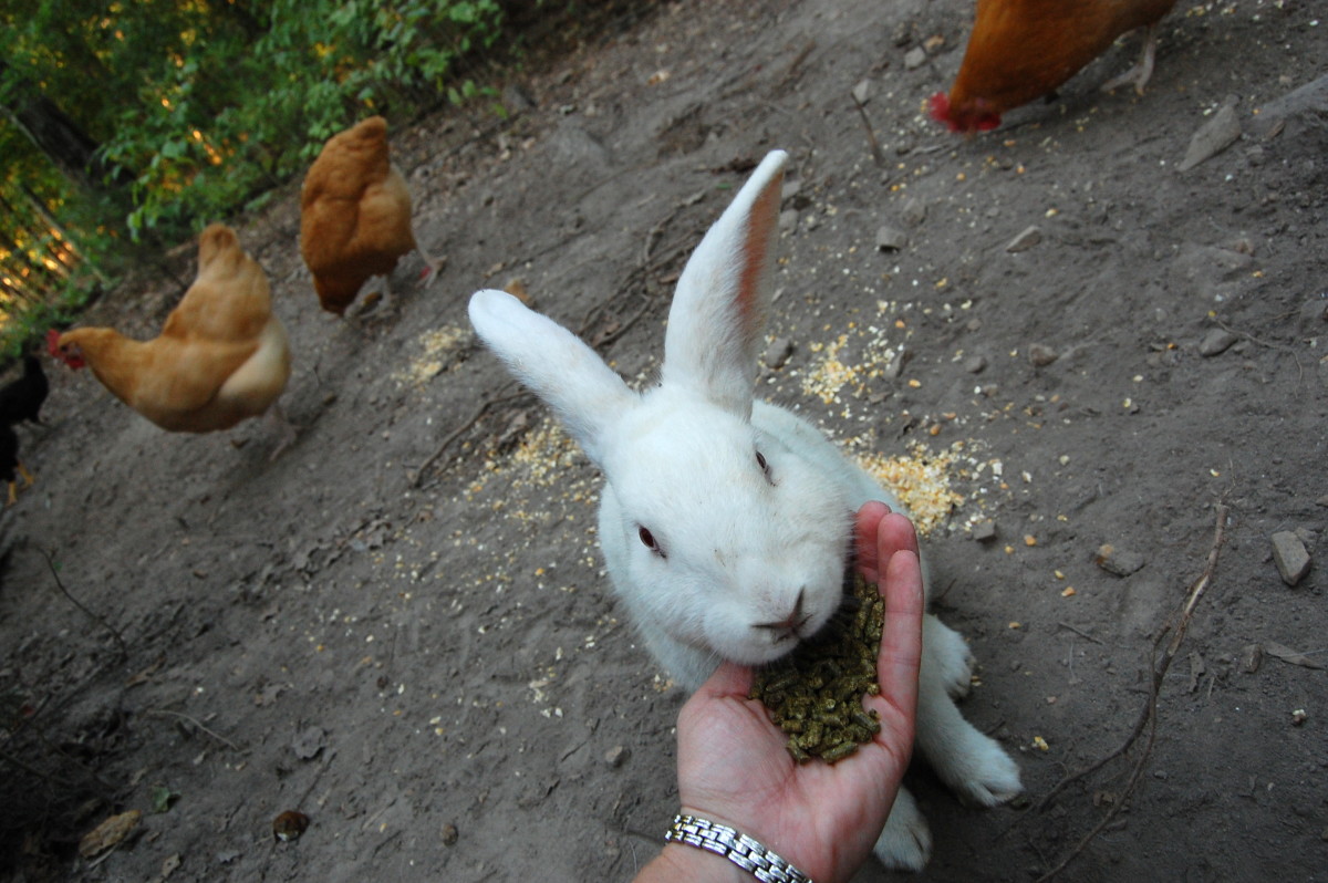 Rabbits love pellets and hay even when they have their choice of grasses.