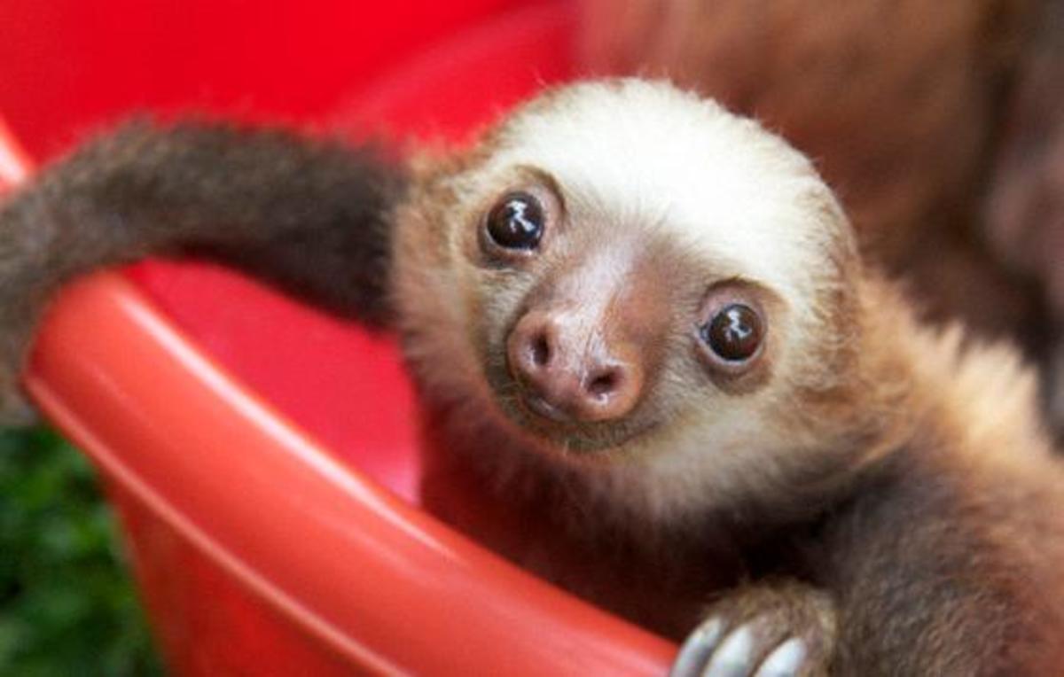 Sloths have interesting faces and expressions.