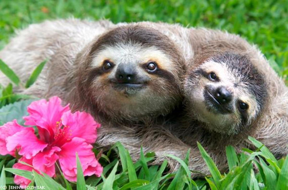 Sloths are beautiful yet delicate animals.