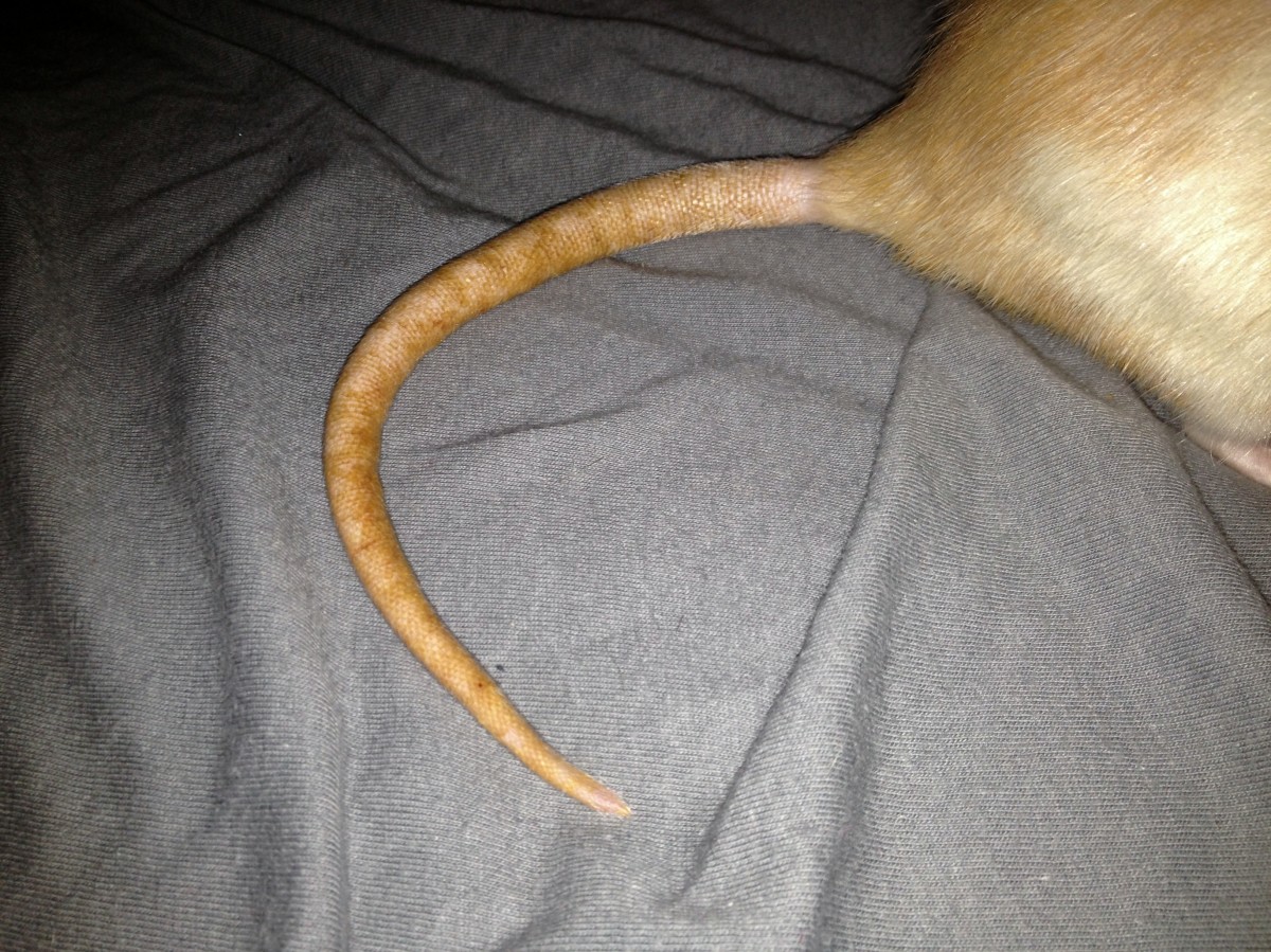 Rat's tails are vital in regulating heat, so be sure to take good care of them!