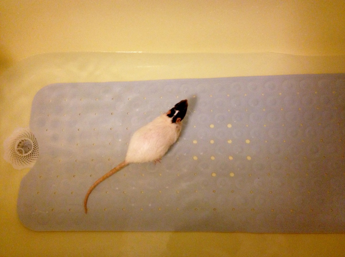 Letting your rats wade in cool water can help them cool down while having fun.