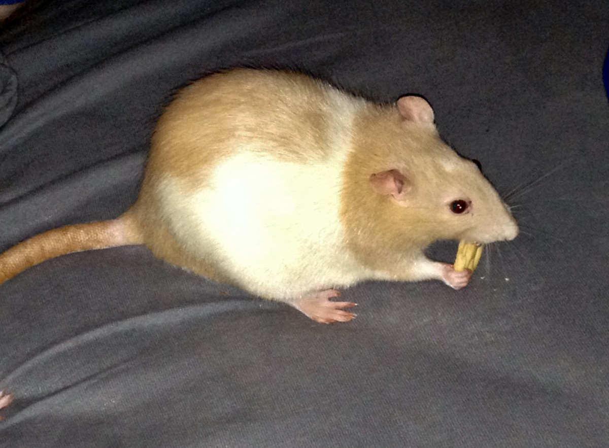 How to Keep Your Pet Rats Cool During Summer PetHelpful