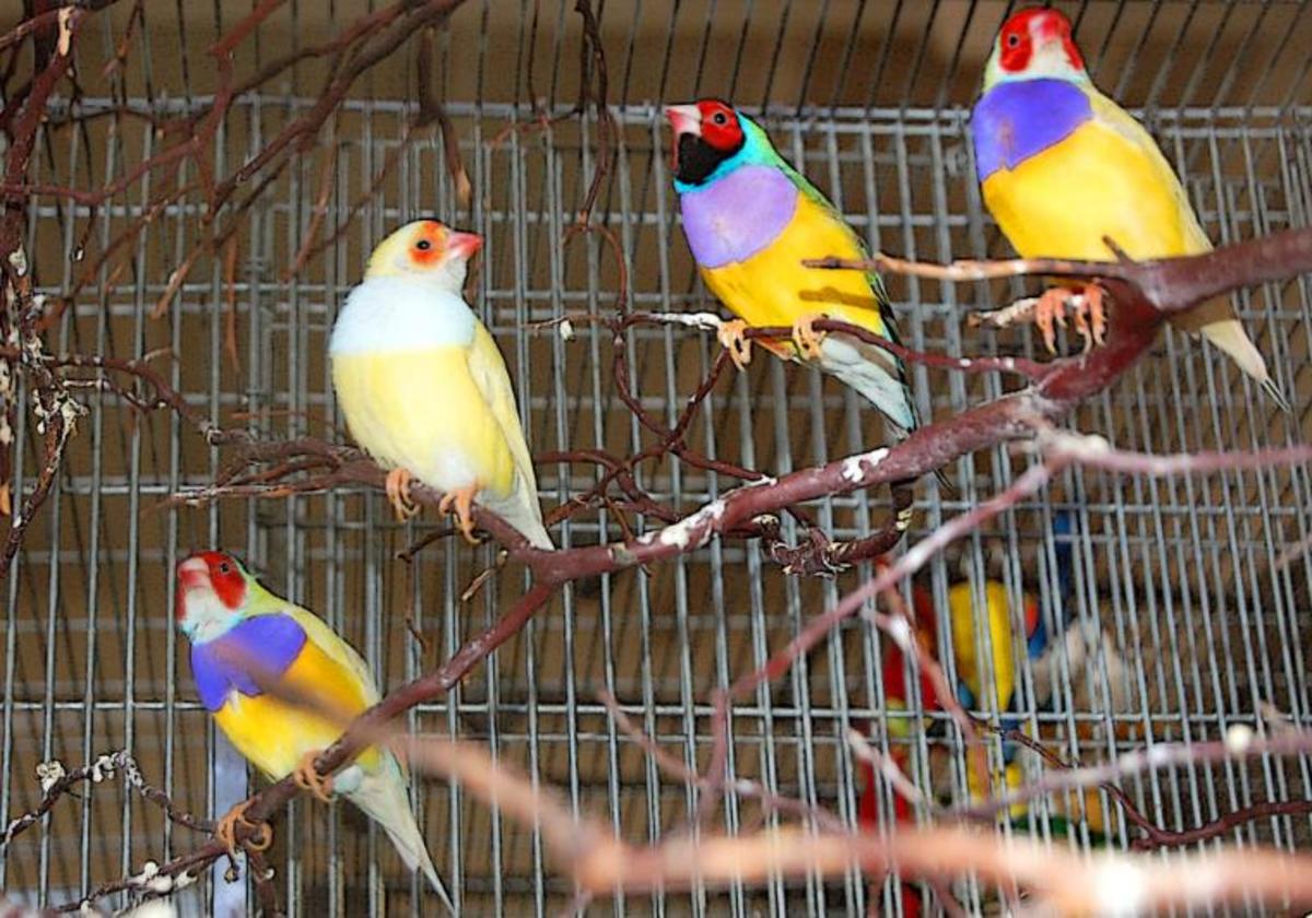 Beautiful rainbow finches