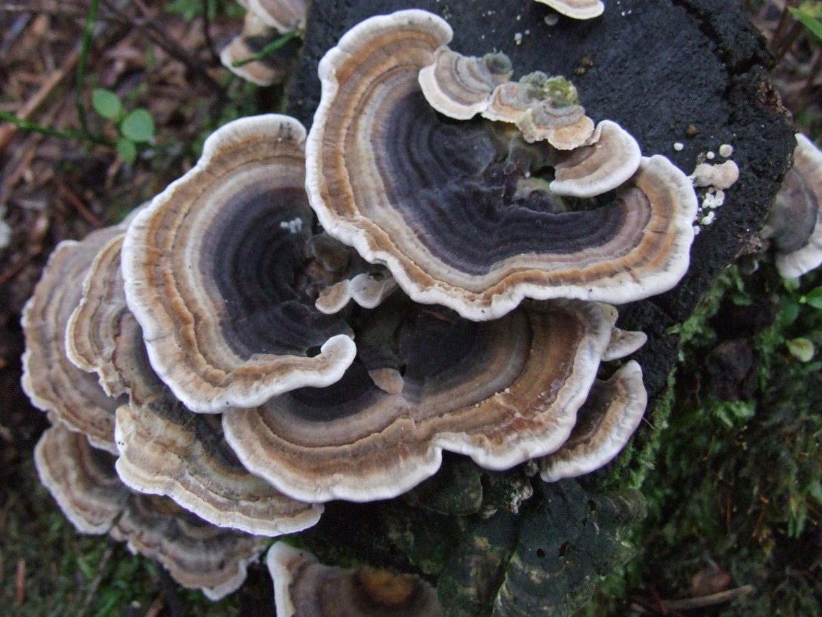 Turkey Tail Fungus or Yunzhi Mushroom