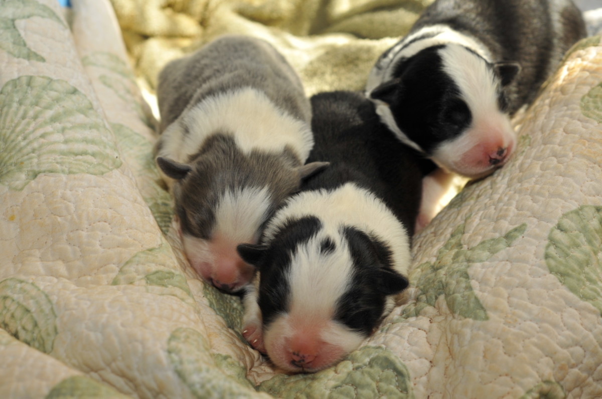 How Long Is Canine Gestation Signs And Stages Of Dog Pregnancy