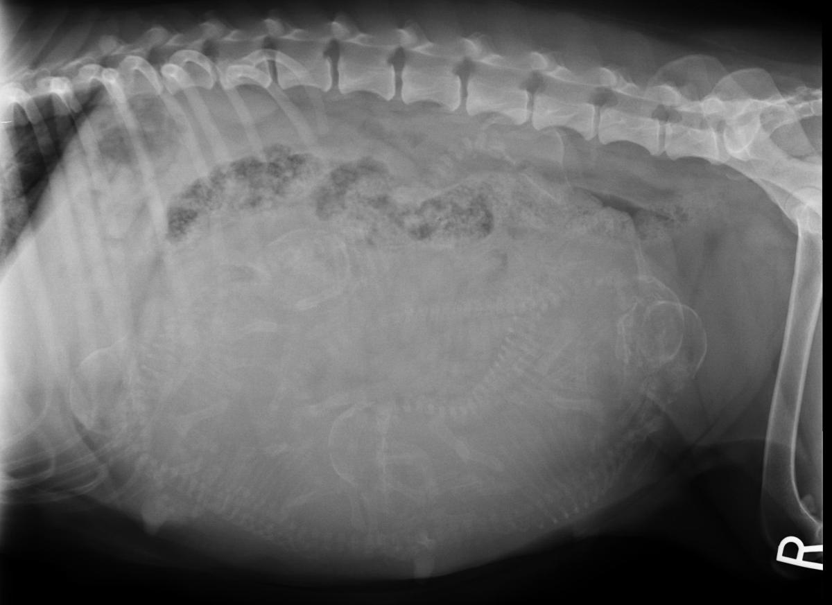 When viewing puppies on an x-ray it is easiest to count the sculls. 