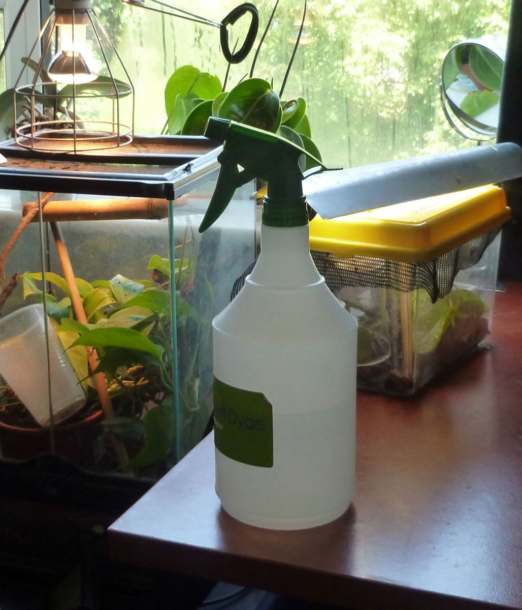 The water spray bottle is your friend when raising geckos.