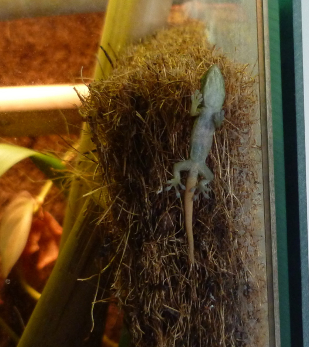 I found this baby in the cepediana gecko terrarium just a few days ago.
