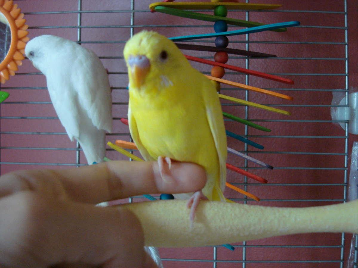 This parakeet is already trained, but note how the finger is pushing against the parakeets belly to make it step up.