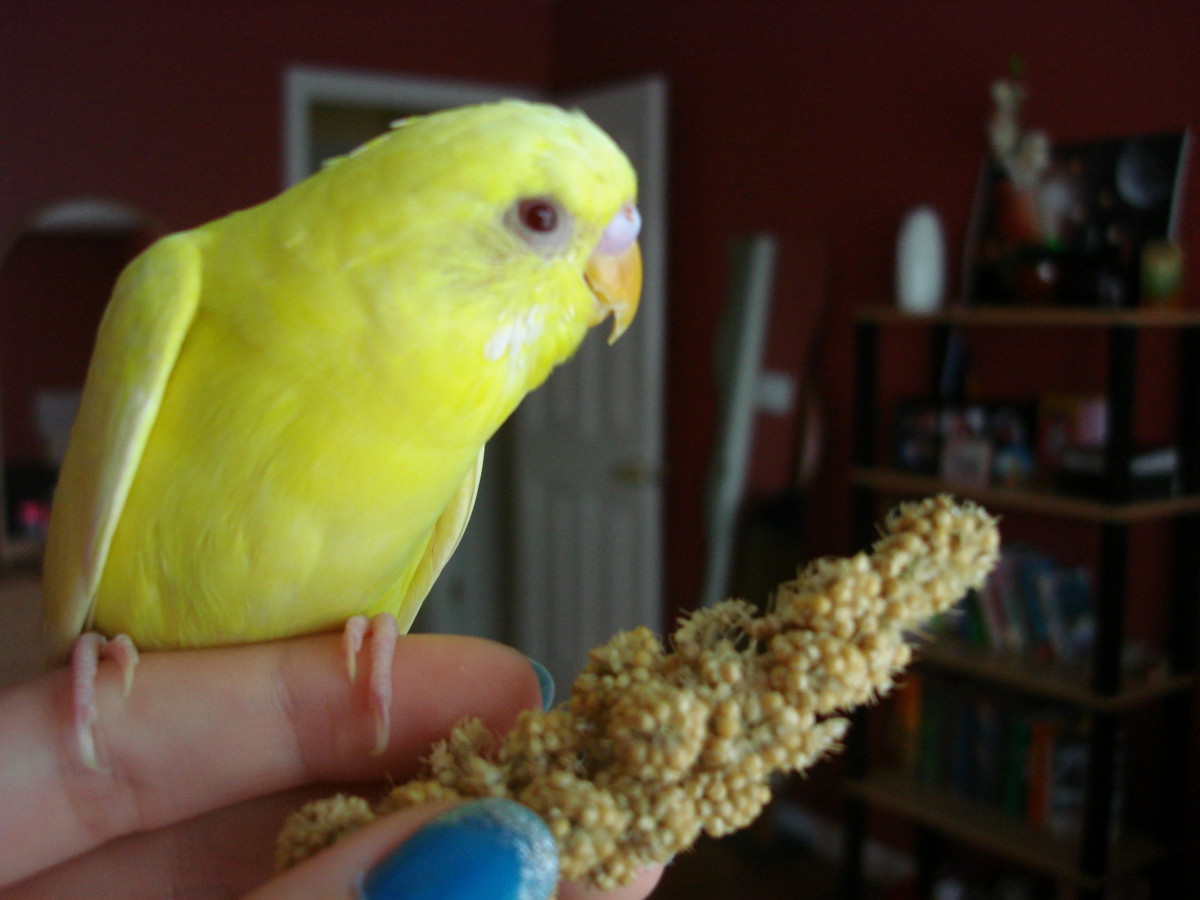 Offering treats is a great way to motivate a shy parakeet