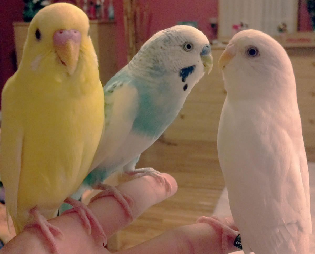 Parakeets will often bond to each other more than humans but this does not make them less playful or harder to train. Left to right: Sunny, Spunky and Pufu