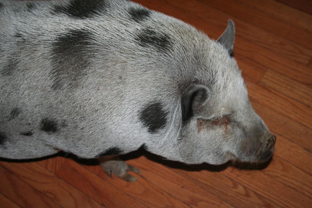 Hardwood floors can be hard for pigs to walk on.