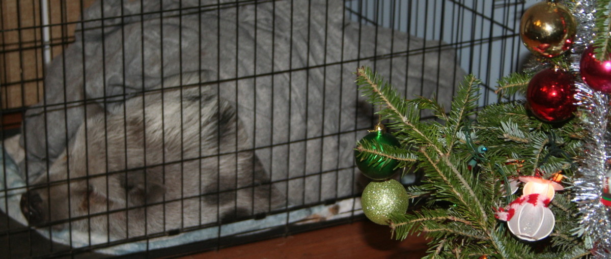 Wilbur happily slept through Christmas.