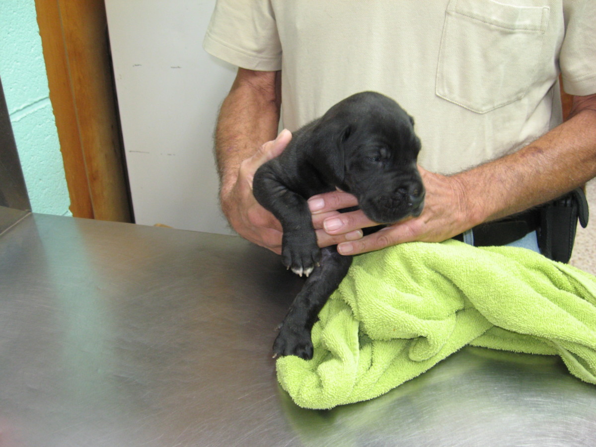 Bacterial pneumonia in puppies might require a stay at a vet clinic.