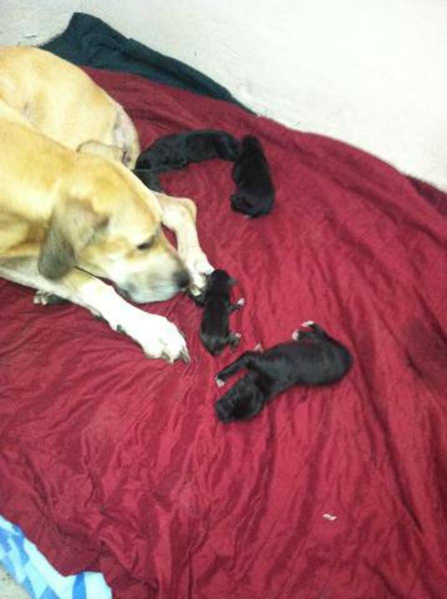 Kayla and her Great Dane Puppies