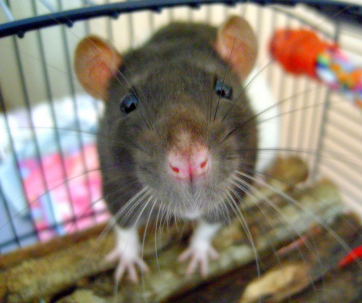 Curiosity is perhaps one of the best reasons that rats have such extensive intelligence.