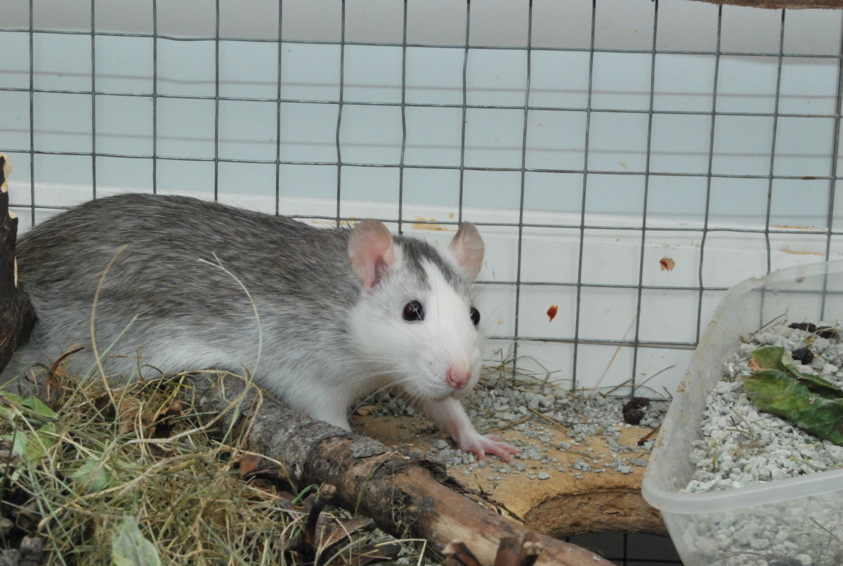 Top 10 Reasons to Have Rats as Pets PetHelpful