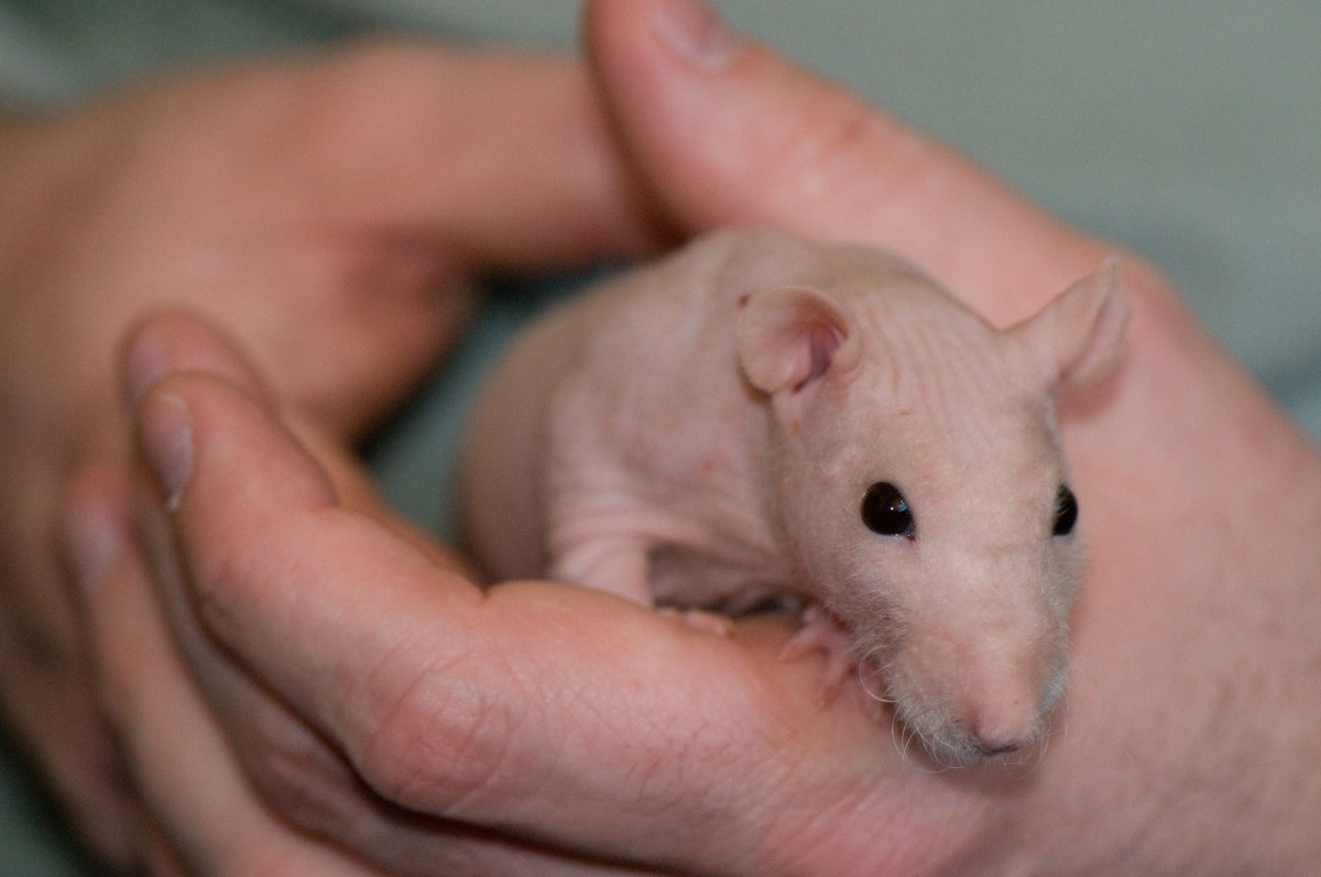top-10-reasons-to-have-rats-as-a-pet