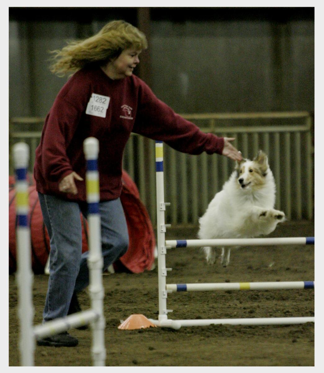 getting-lost-on-course-tips-on-how-to-a-dog-agility-course