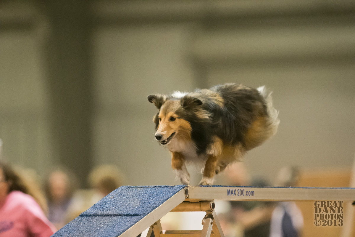 getting-lost-on-course-tips-on-how-to-a-dog-agility-course
