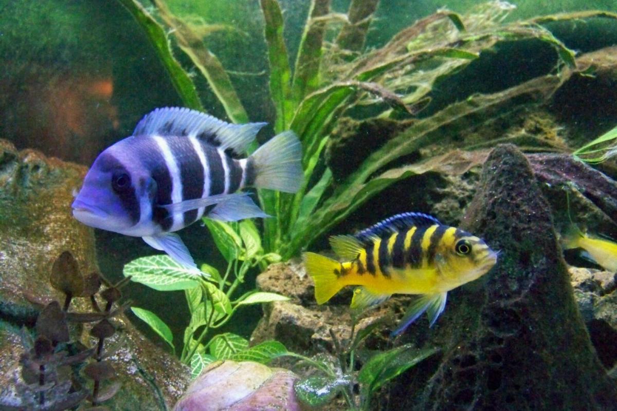 Setting up a Freshwater Aquarium: A Guide for Beginners