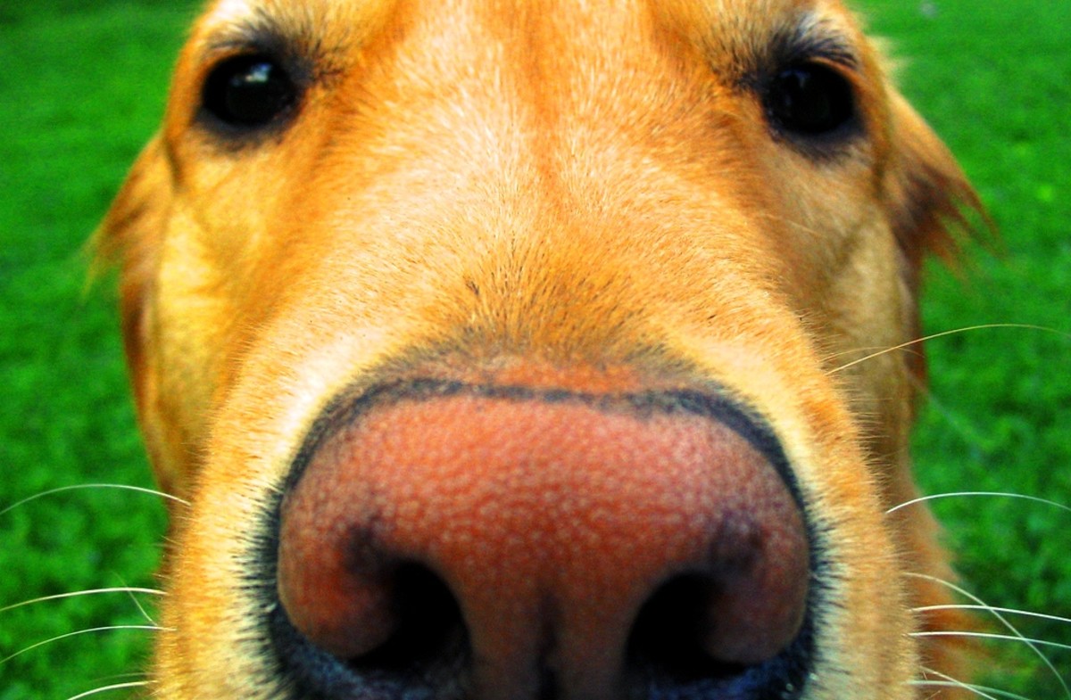 A dog's sense of smell is 10,000 to 100,000 times as acute as a human.
