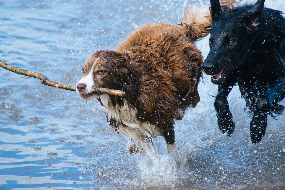 Dogs can turn anything into a toy—a stick, a shoe—just add friends!