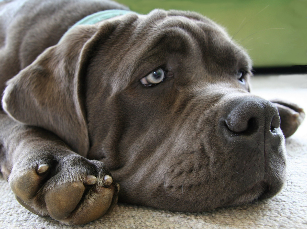 Understanding Cane Corso Temperament – Forbes Advisor