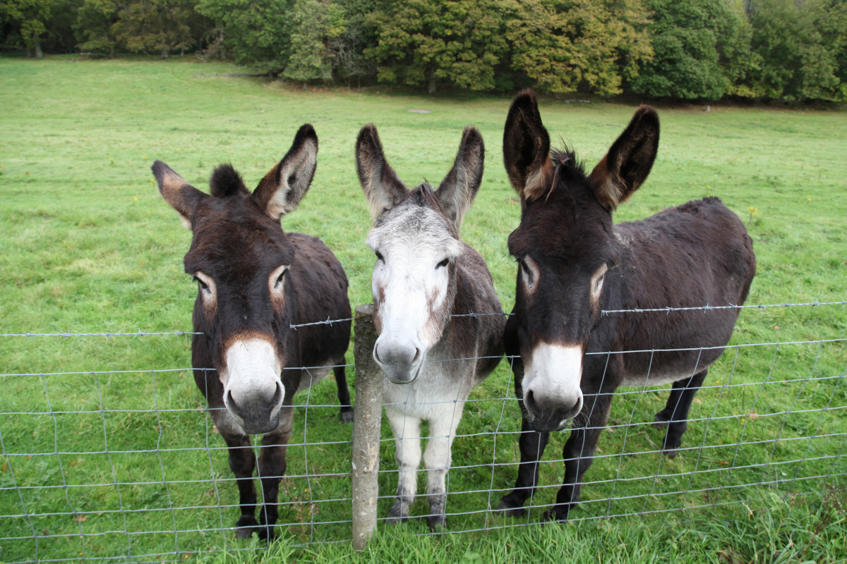 What Donkeys Can Teach Us About Being Human PetHelpful