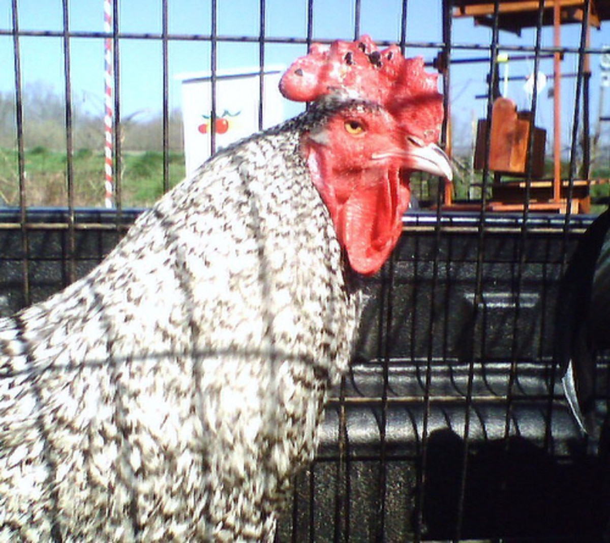 This Barred Plymouth Rock rooster defied the good nature of the Barred Rock reputation for being a friendly bird by being the meanest rooster I had ever met.