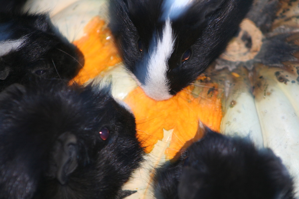 Our guinea pigs eat a large variety of leaves and vegetables from our organic gardens (with the obvious exception of toxic plants like rhubarb leaves and tomato leaves). They love it when we give them an entire pumpkin to feast on.
