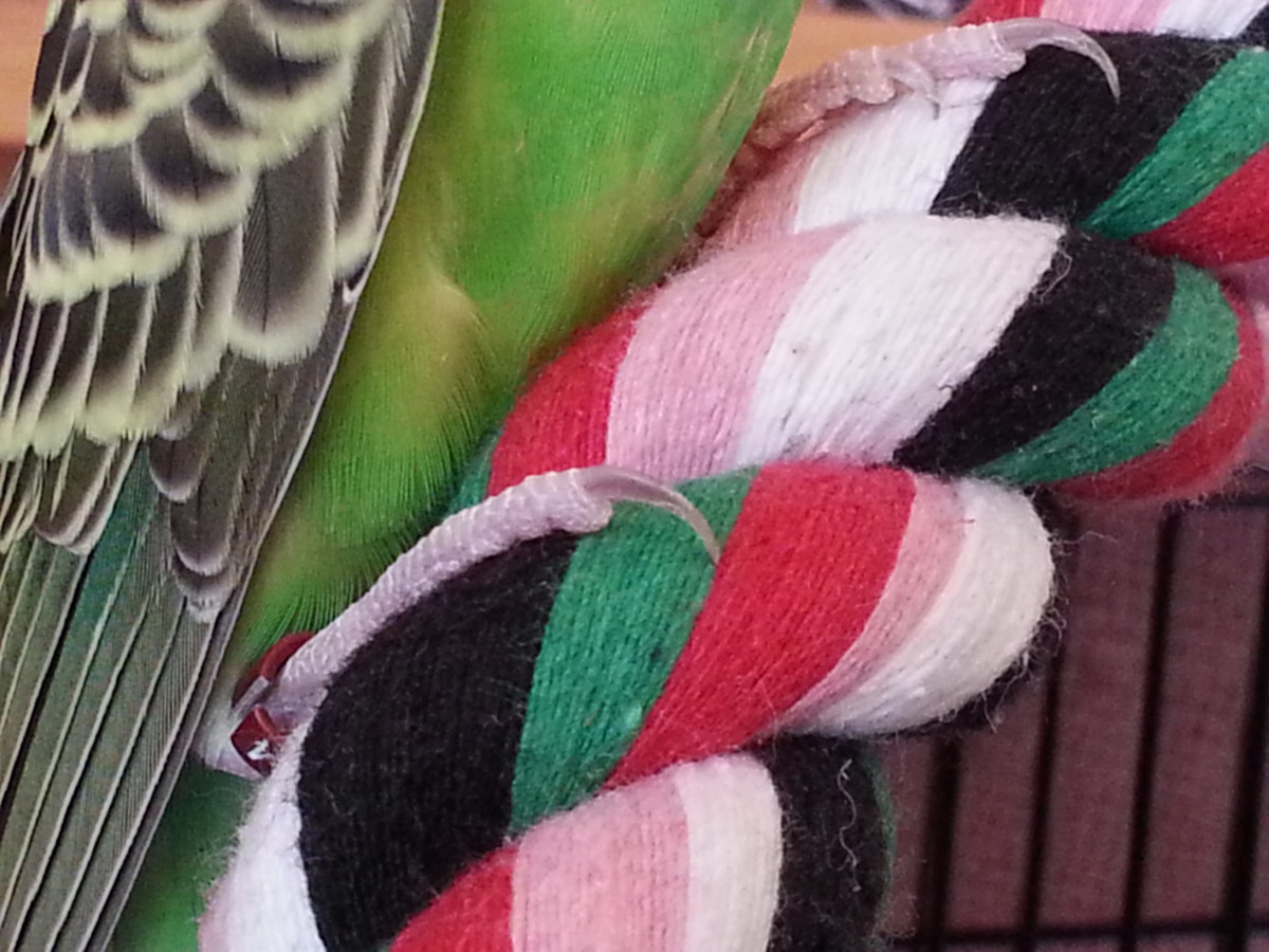 What to Do if You Cut Your Parakeet's Nail Too Short - PetHelpful