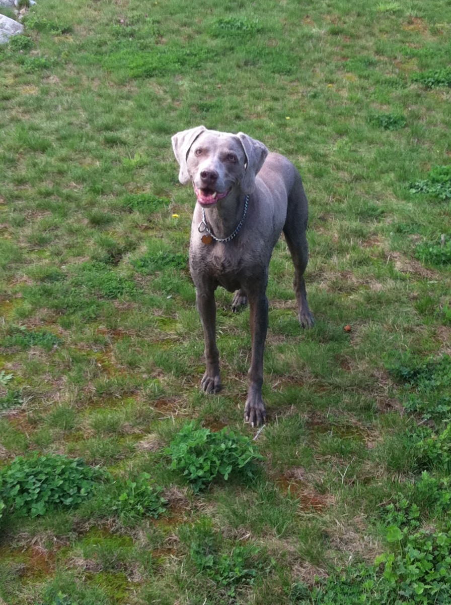 Titan at age 10, full of energy and mud!