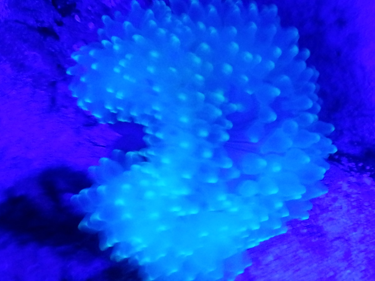 bubbletip-anemone-care-guide-for-saltwater-aquariums
