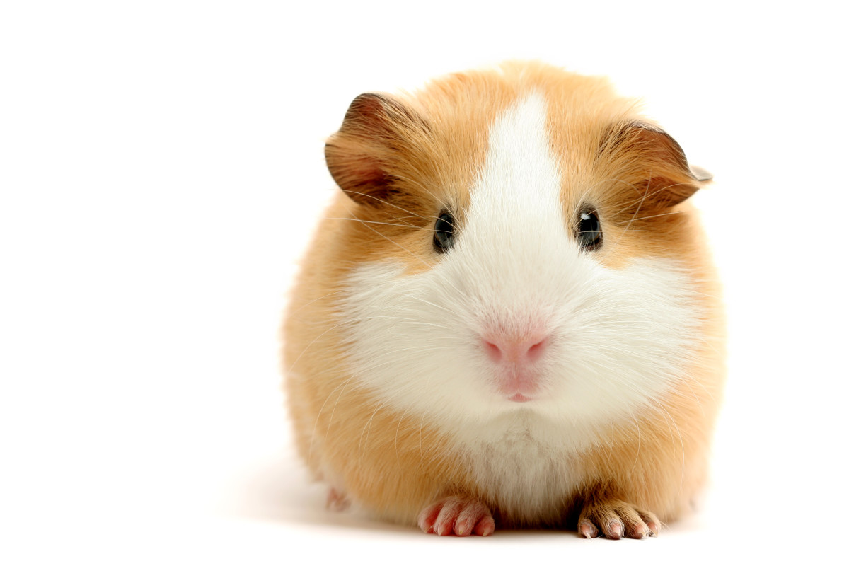 Is your Guinea pig shy? Vocal? Be sure to consider their unique traits when coming up with a name.  