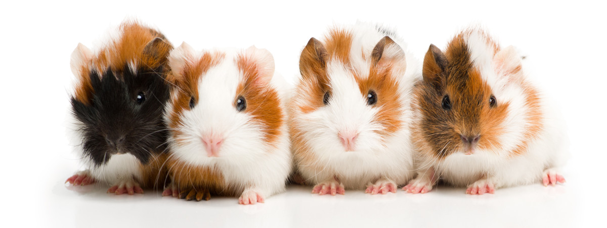 It's always fun to name groups of Guinea pigs. The possibilities are endless!