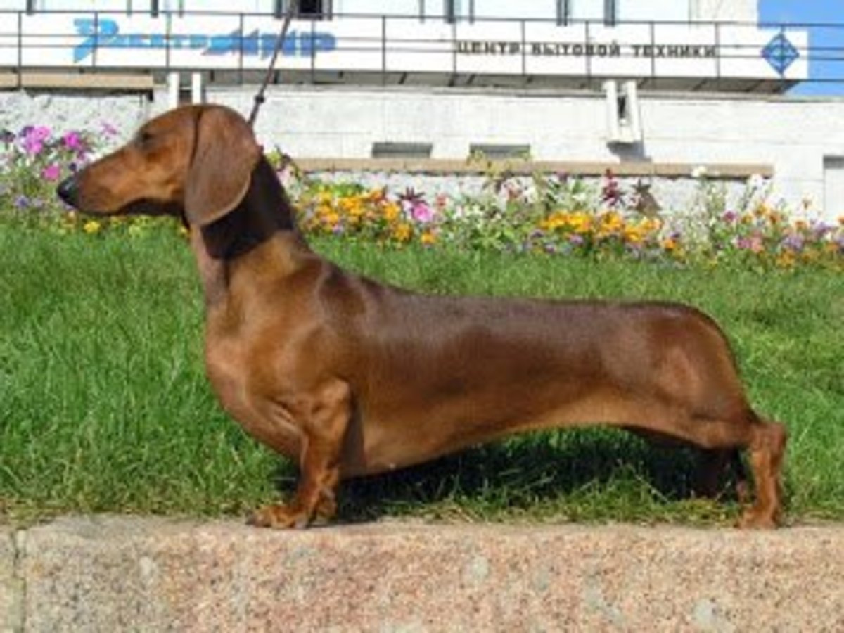 A Dachshund of ideal weight.